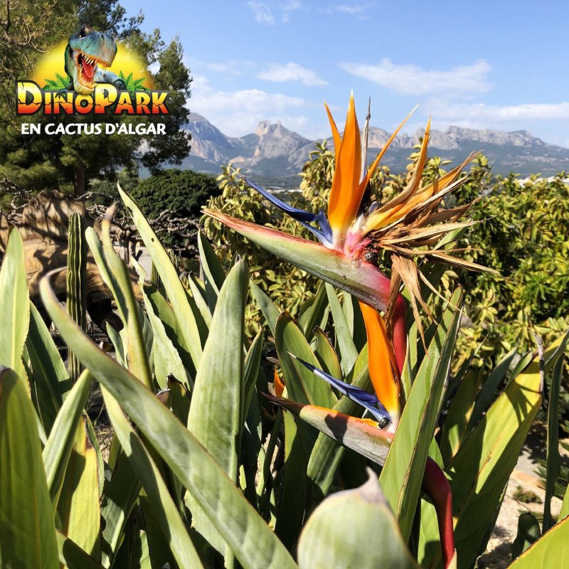 Dinopark Algar Alicante